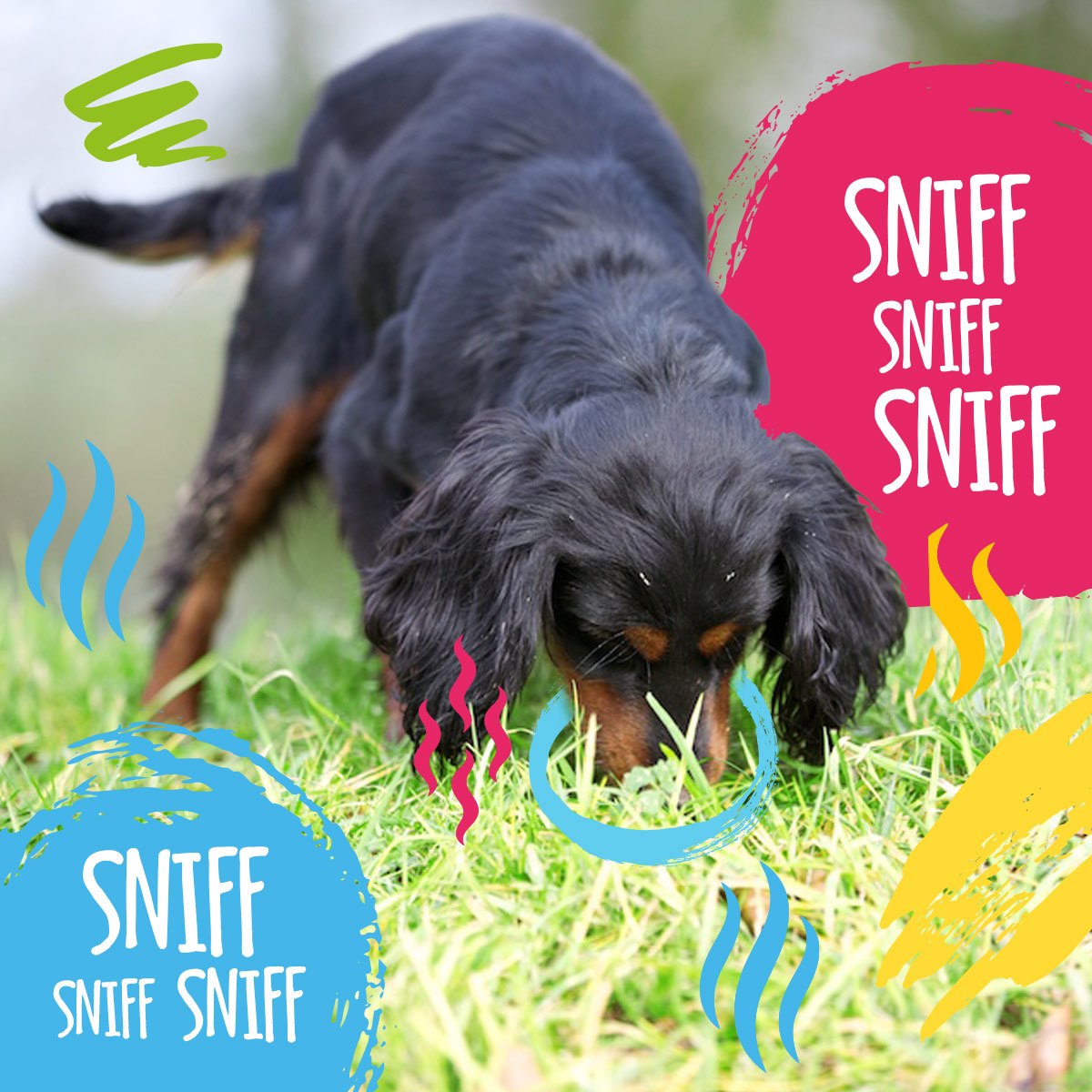 Indoor Scent Games For Dogs: Stimulate Senses While Stuck Inside