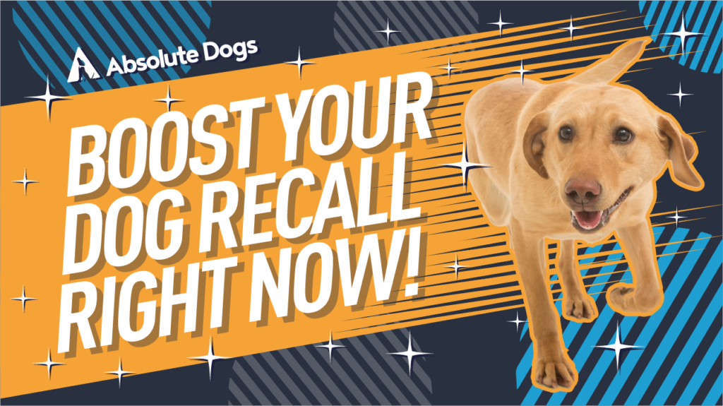 Boost Your Dog Recall Right Now