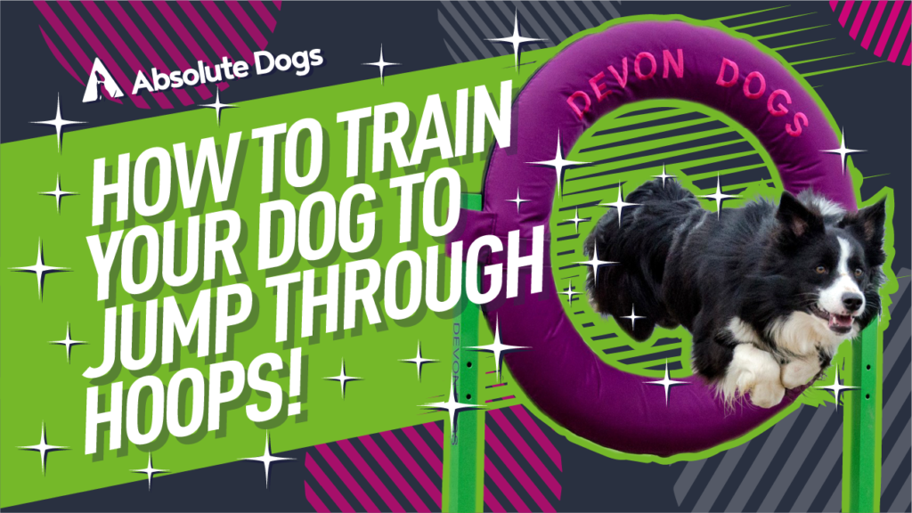 How To Train Your Dog To Jump Through A Hoop