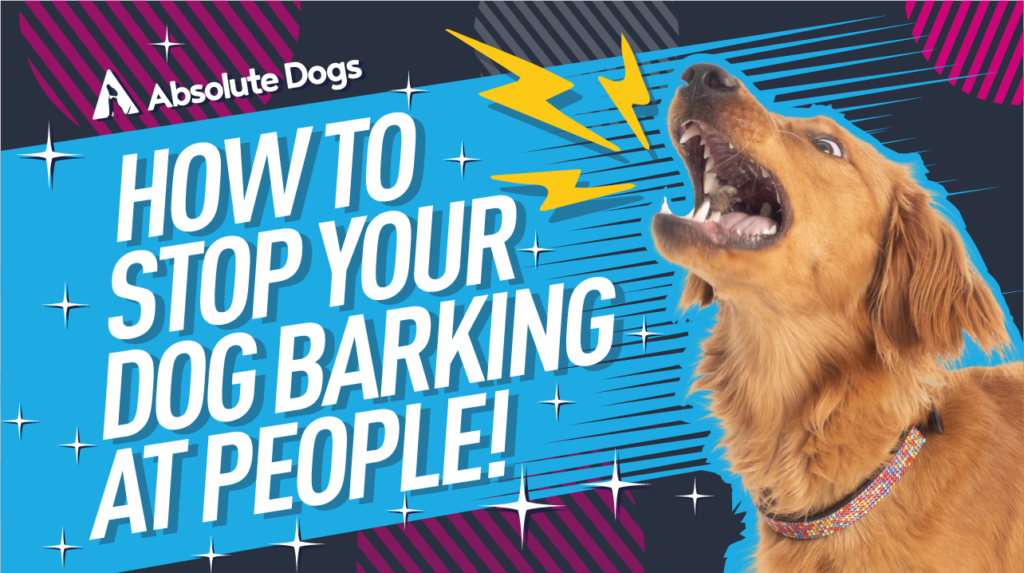 How to STOP your DOG BARKING at PEOPLE!