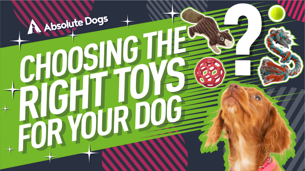 CHOOSING the RIGHT TOYS for your DOG