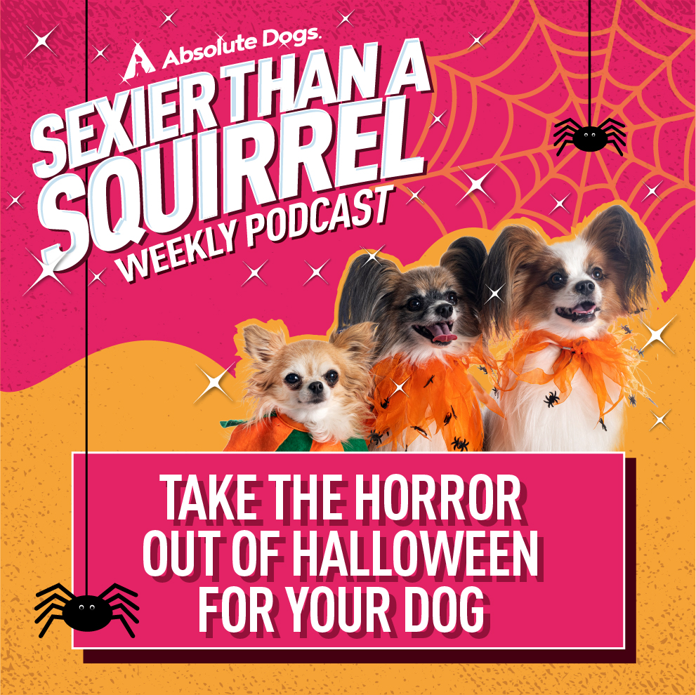 Take the Horror out of Halloween for your dog!