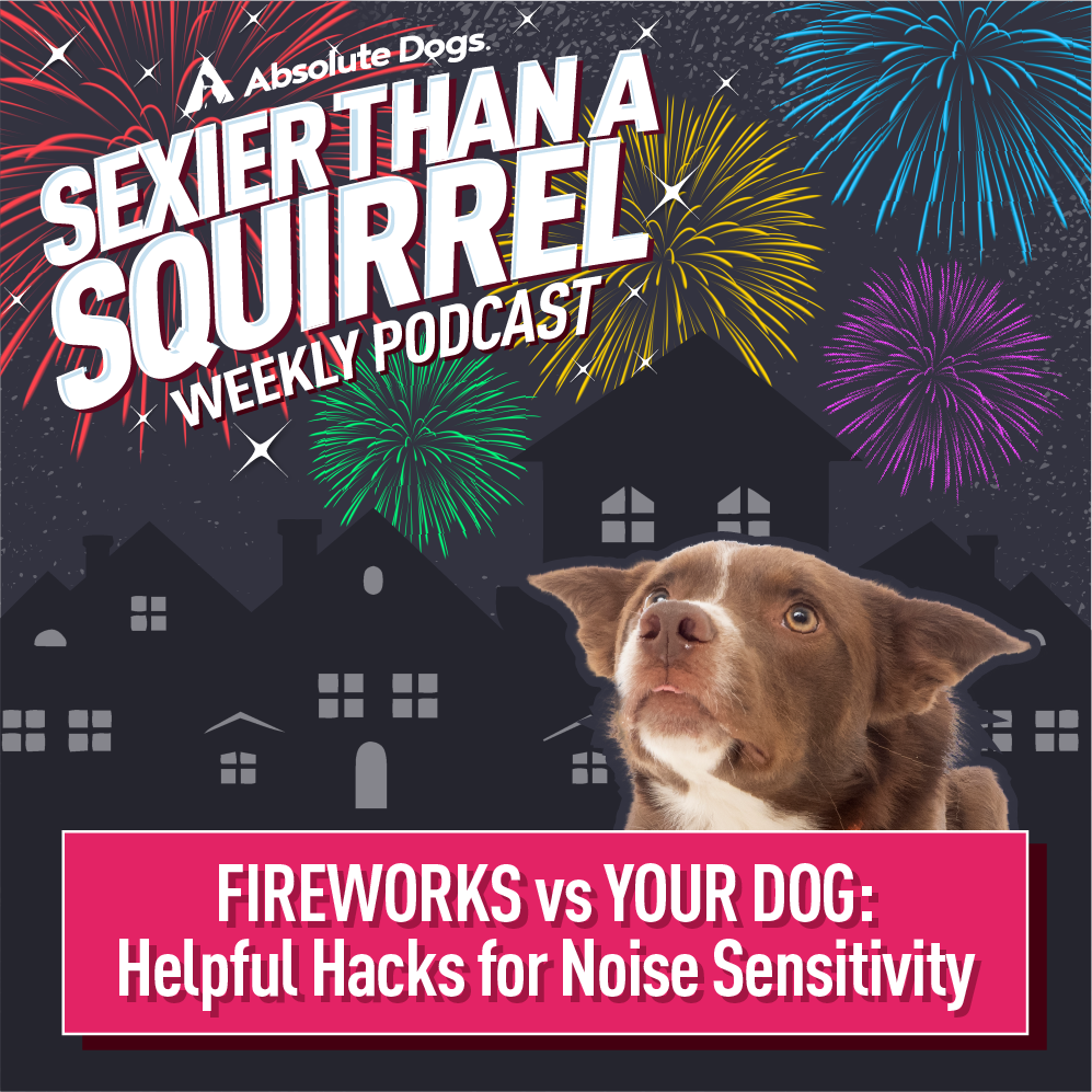 Fireworks VS Your Dog: Helpful Hacks for Noise Sensitivity