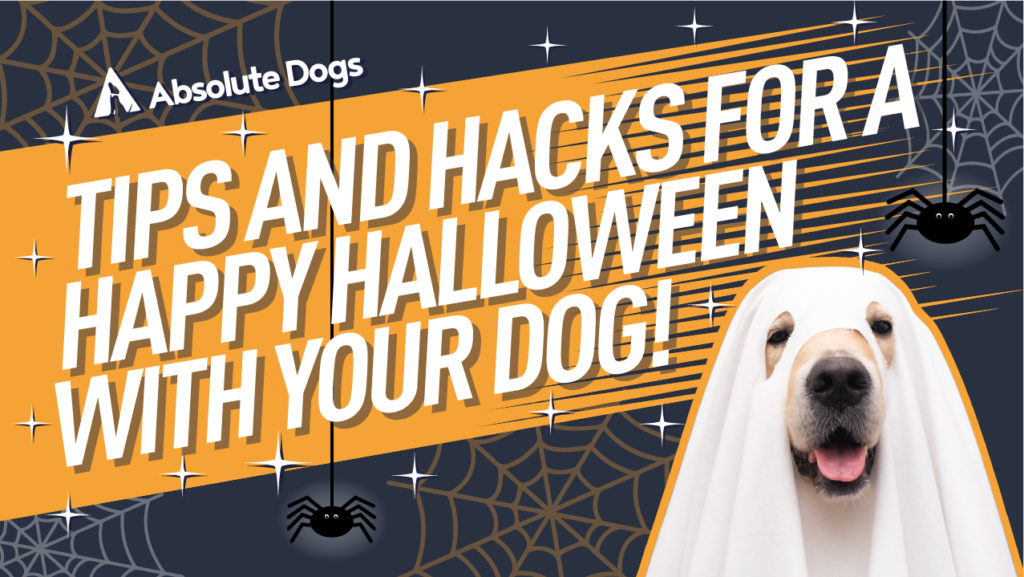 Halloween HACKS for a HAPPY DOG!