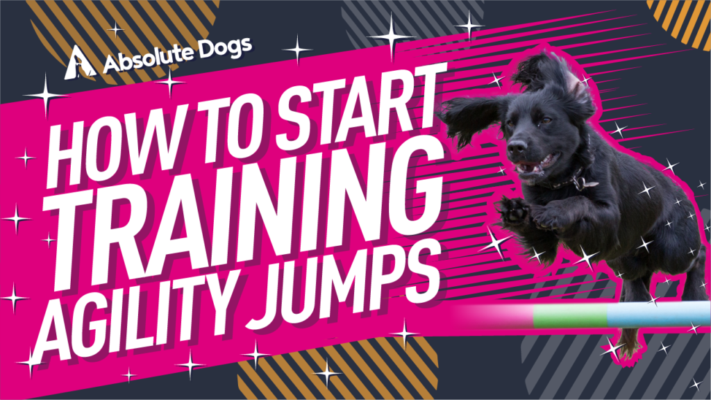 How to Start Training Agility Jumps with Crufts Champion Lauren Langman