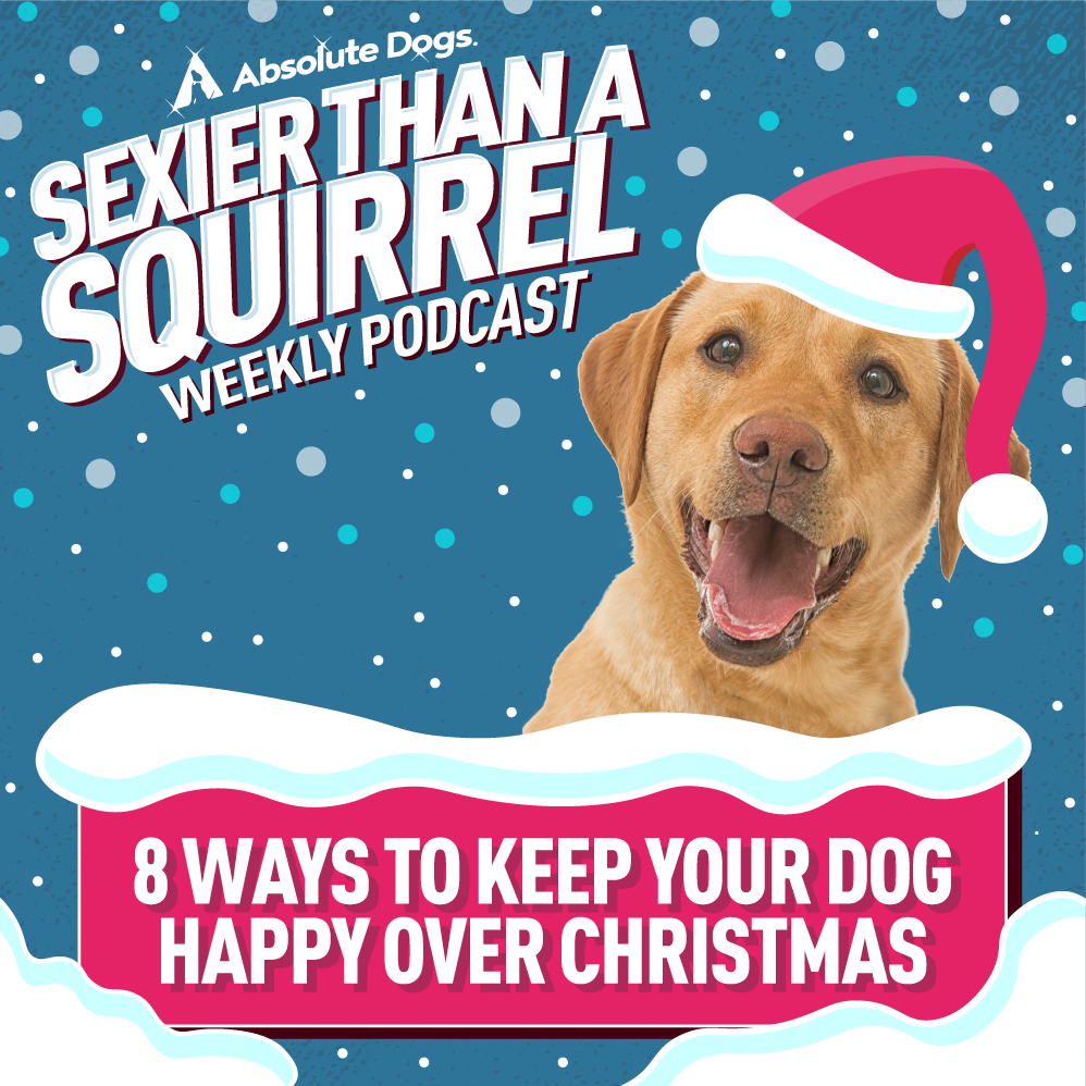 8 ways to keep your dog happy over Christmas