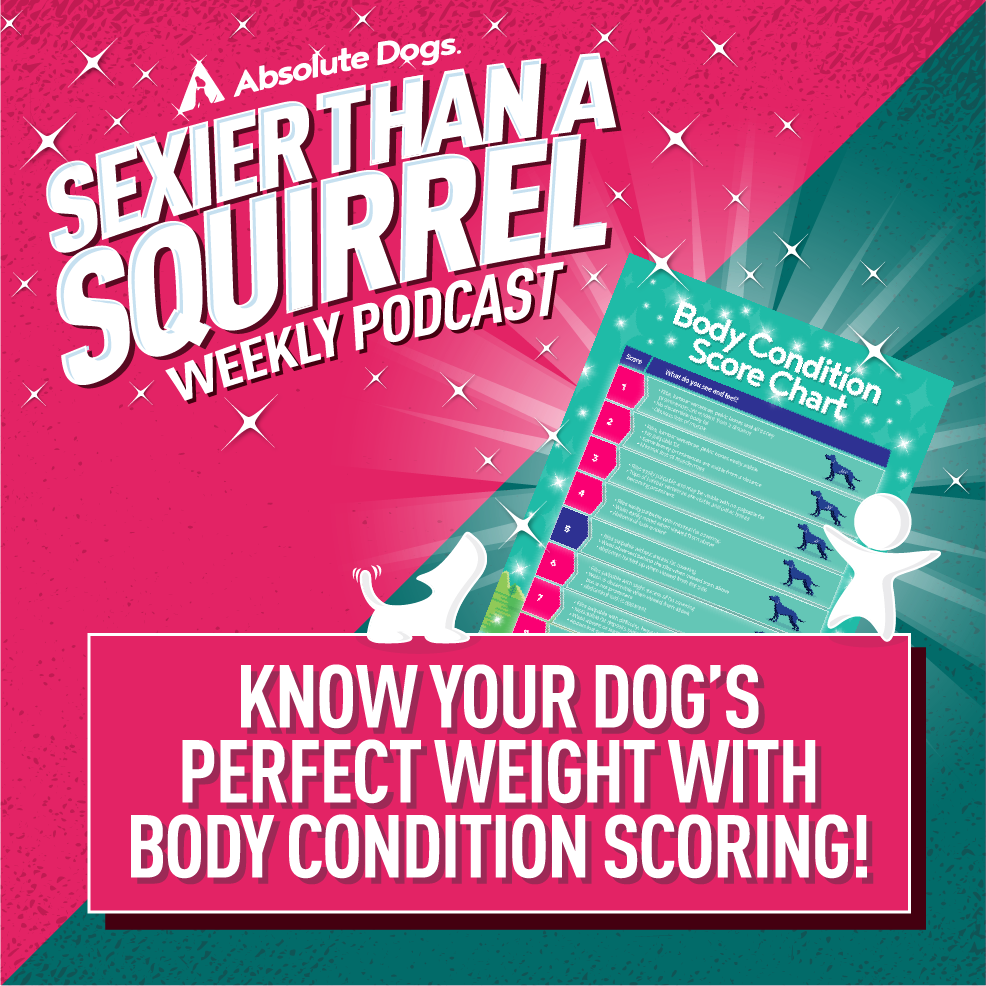 Know Your Dog’s Perfect Weight with Body Condition Scoring!