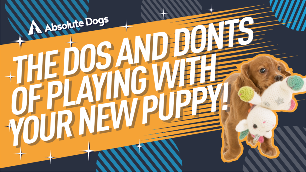The Dos and Don'ts of Playing with your New Puppy!