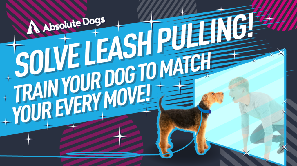 SOLVE Leash PULLING! TRAIN your DOG to MATCH your every MOVE!