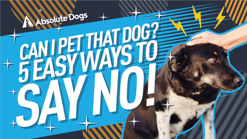 Can I Pet that Dog? 5 EASY ways to say NO!