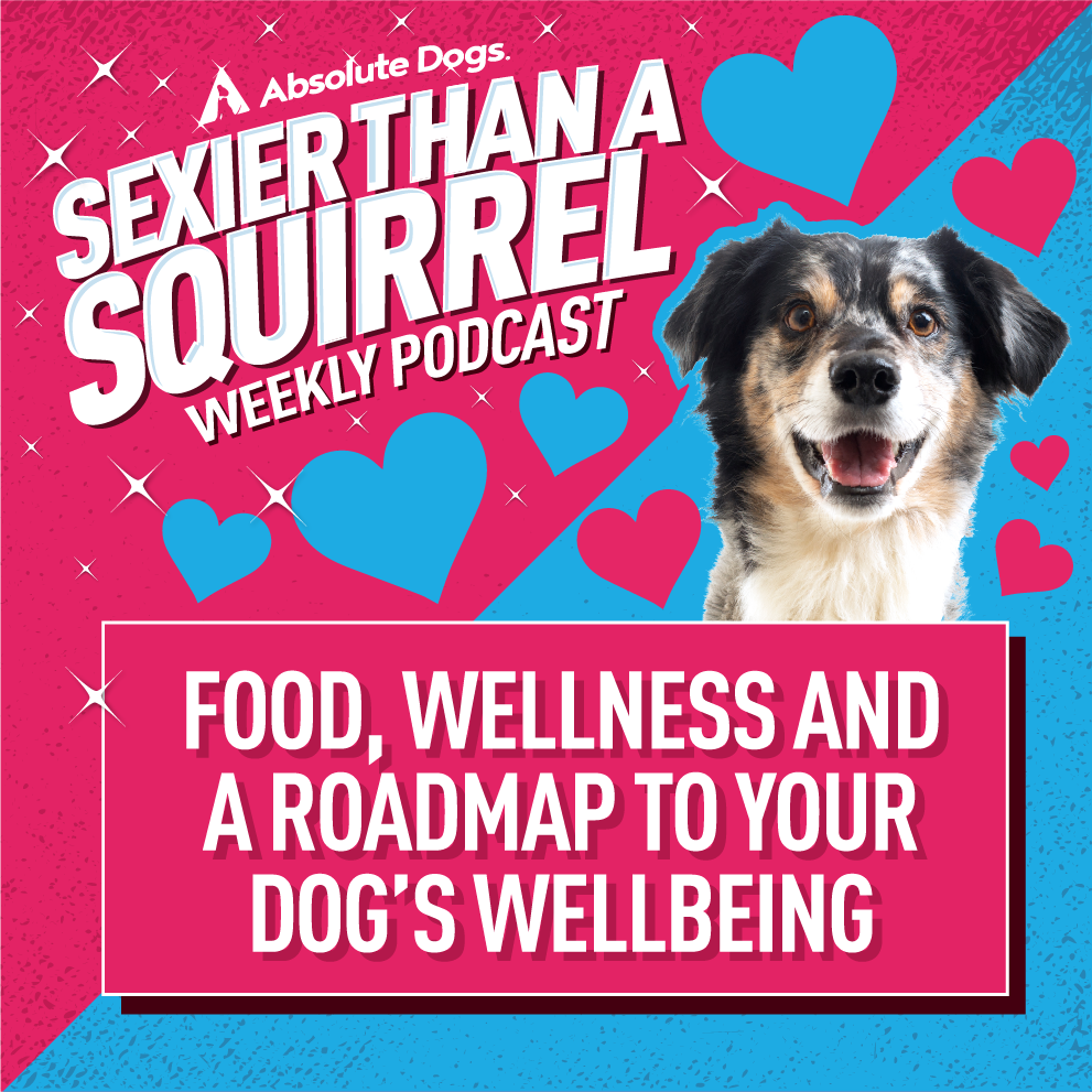 Food, Wellness and a Roadmap to Your Dog’s Wellbeing