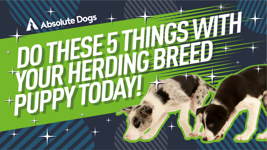 Do these 5 things with your herding breed puppy today!