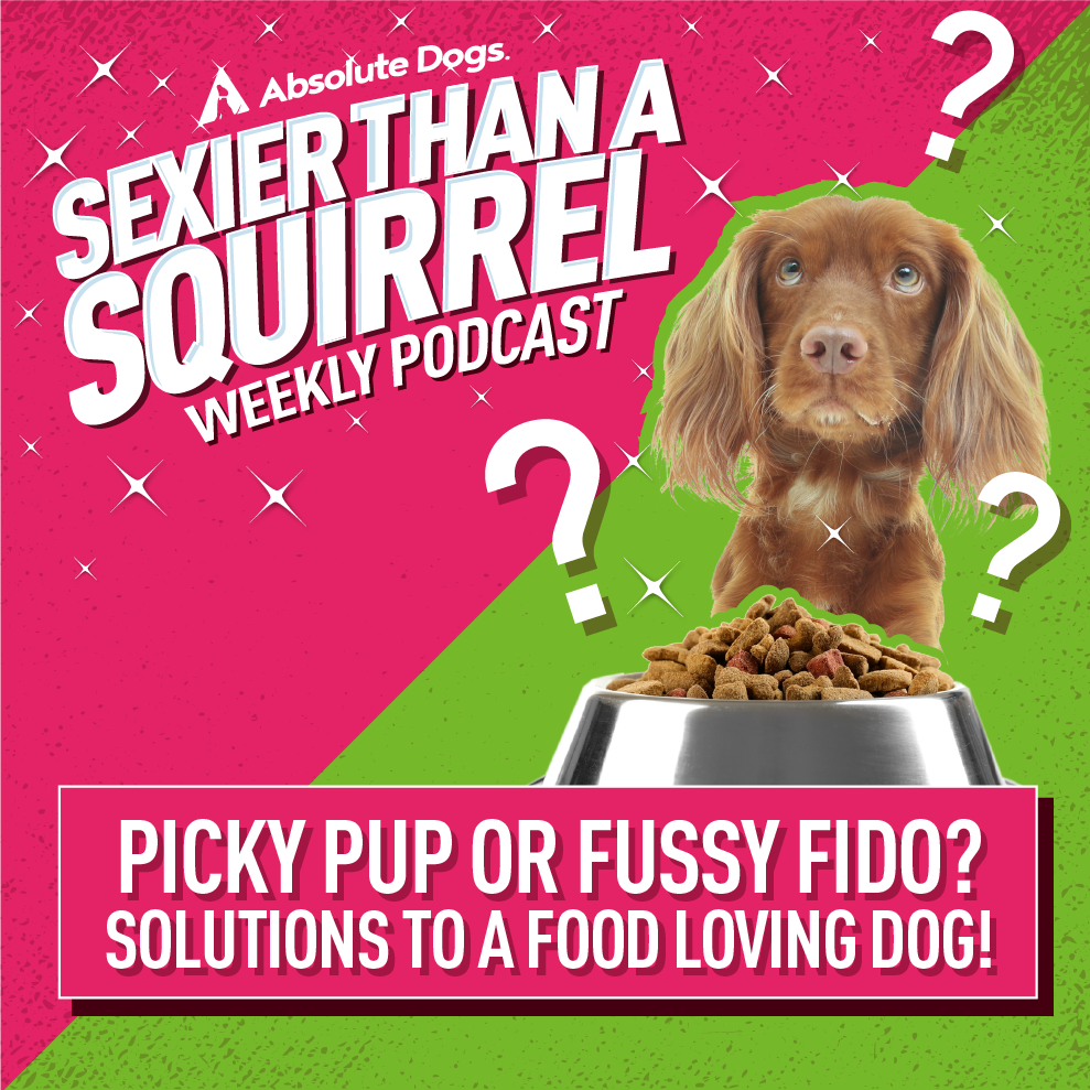 Picky Pup or Fussy Fido? Solutions to a Food Loving Dog!