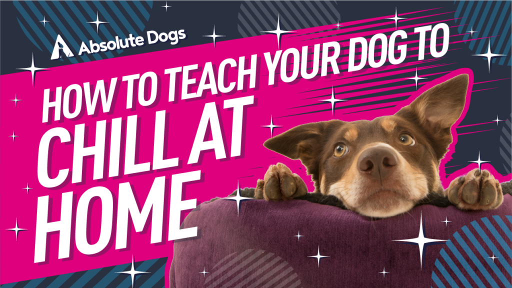 How to teach your dog to chill at home (even around distractions!)
