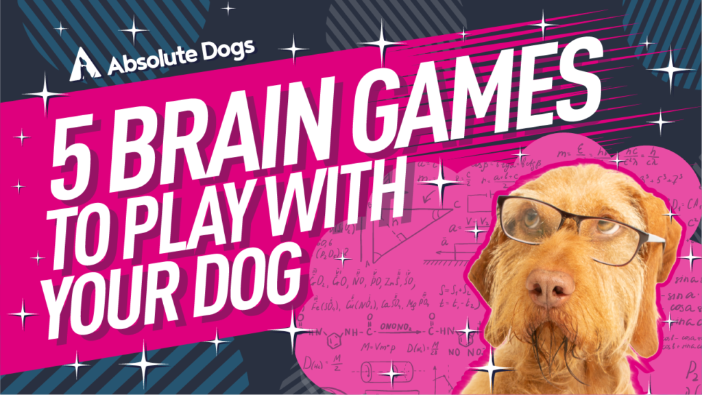 5 Brain Games to Play With Your Dog on a Rainy Day