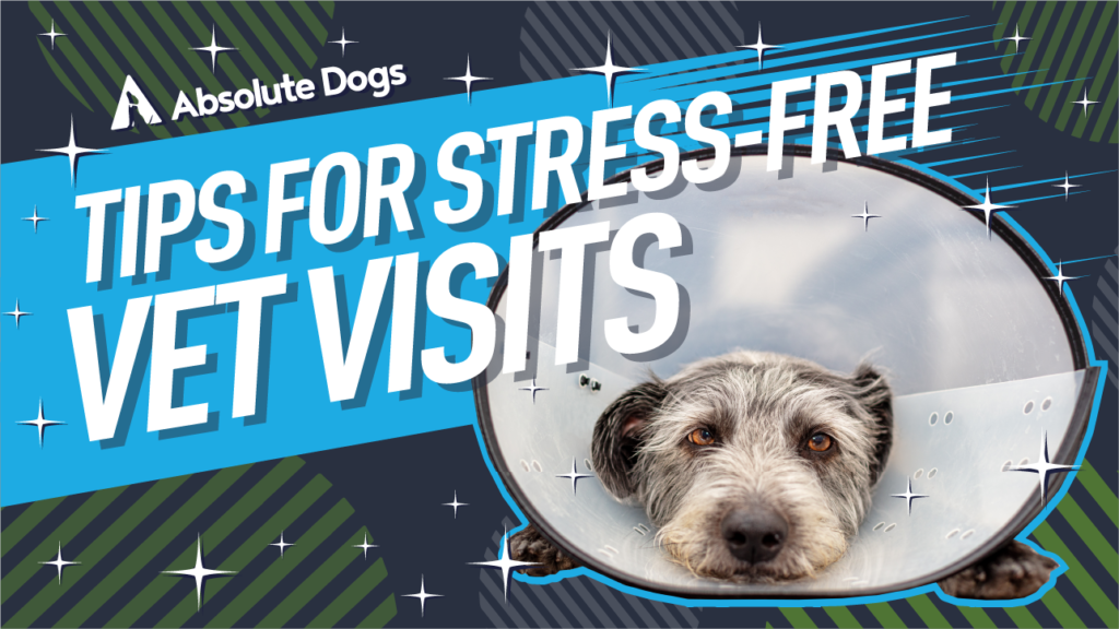 How to Make Vet Visits Stress-free for Your Dog