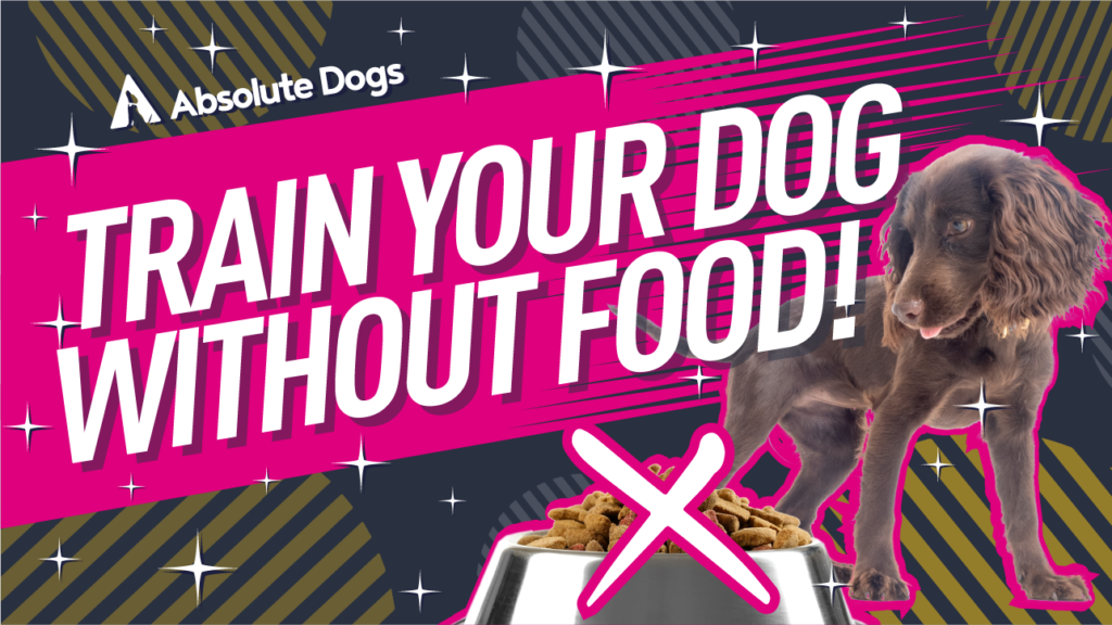 How to Stop Using Food When Training Your Dog!