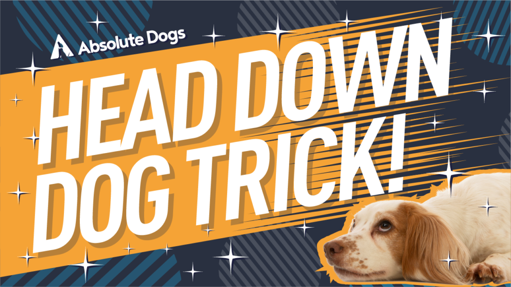 Teach your dog a cute head down/sleepy dog trick