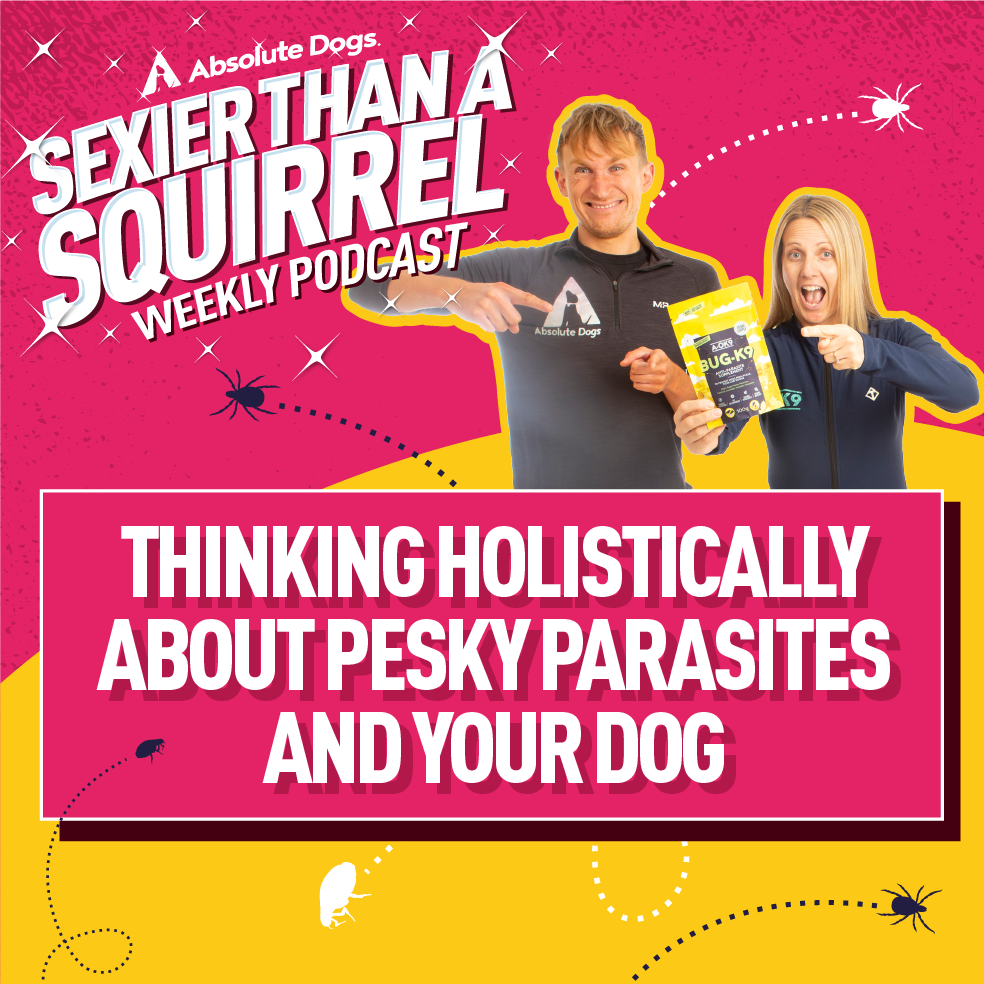 Thinking Holistically about Pesky Parasites and Your Dog