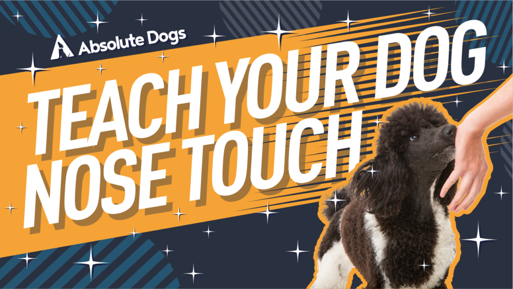How to Teach your Dog a Nose Touch and Target your Hand
