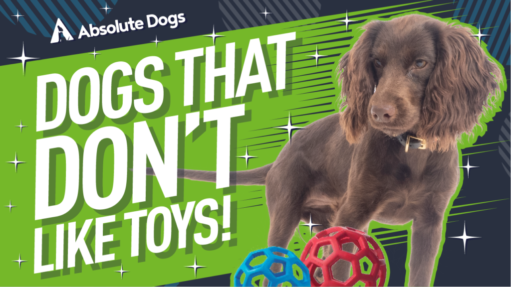 Teach your dog to LOVE playing with Toys