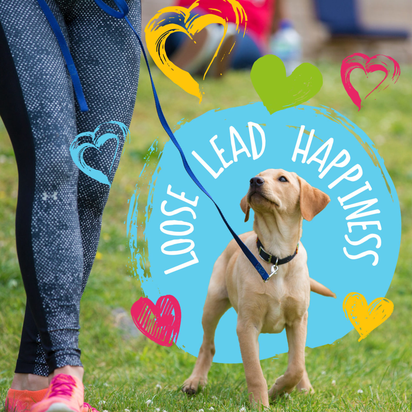 3 Steps to Achieving Loose Lead Walking - Absolute Dogs 