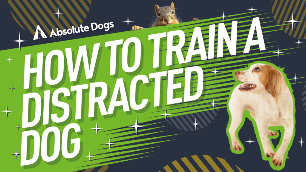 Training a distracted dog