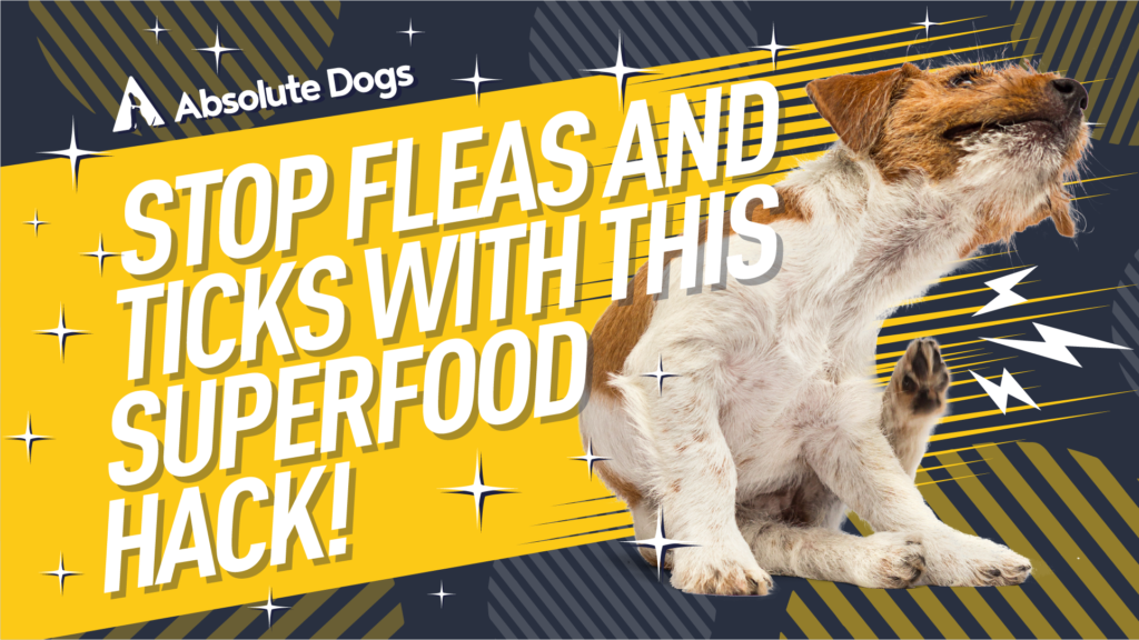 Stop Fleas and Ticks with this Superfood Hack! thumbnail
