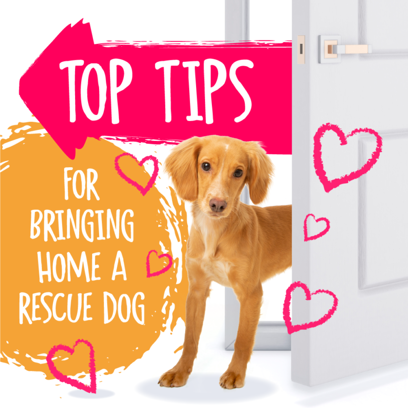 dog rescue home visit what to expect