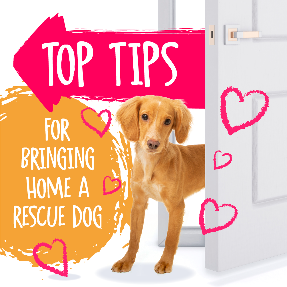 Top Tips for Bringing Home a Rescue Dog, a golden working cocker spaniel peers from behind a door, text surrounds in colourful bubbles with blog title