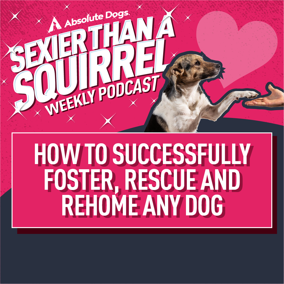 How to Successfully Foster, Rescue and Rehome Any Dog social square