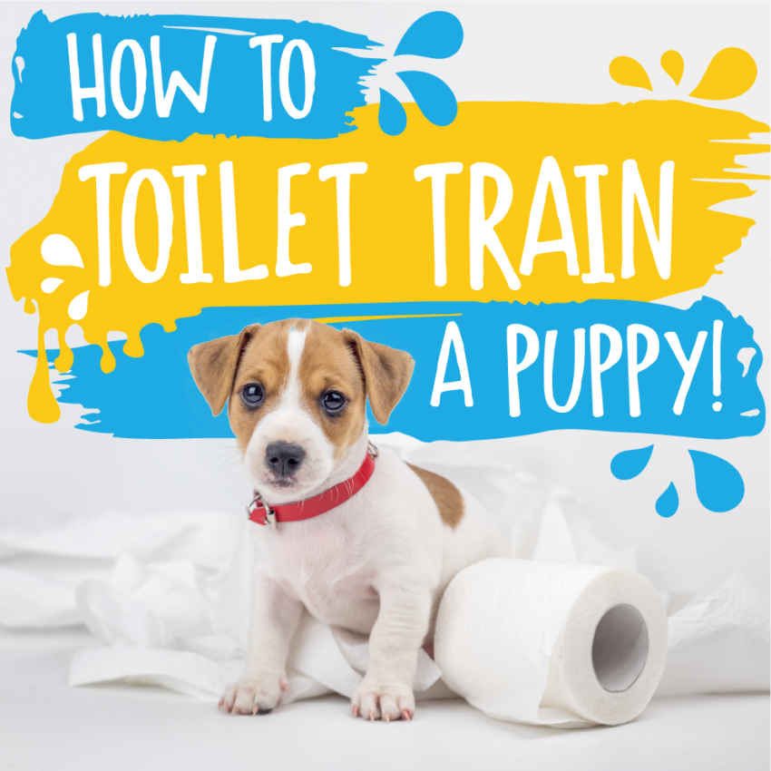 how-to-toilet-train-a-puppy-absolute-dogs