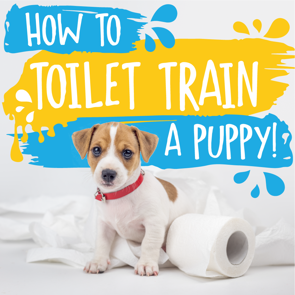 How to Toilet Train A Puppy – Absolute Dogs