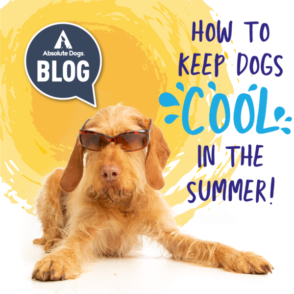 How To Keep Dogs Cool In The Summer (Our Top 6 Tips!) – Absolute Dogs