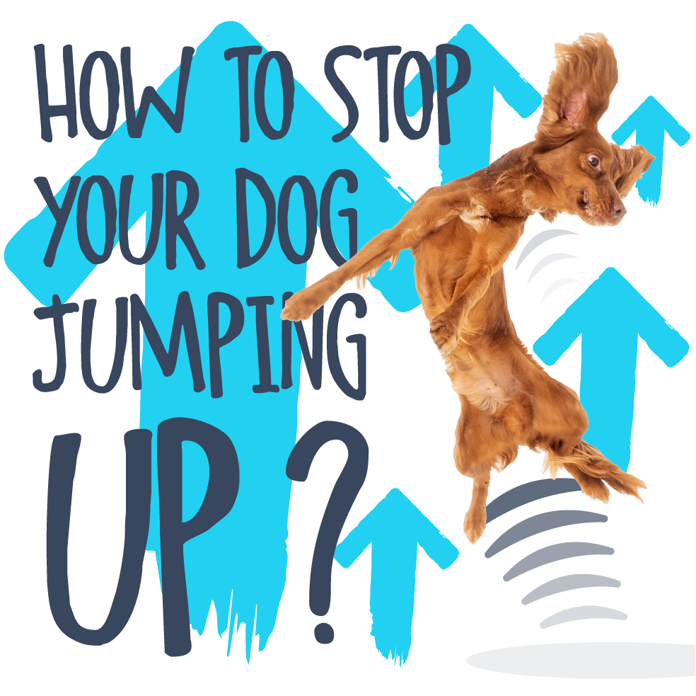 Dog jumping up with blue arrows