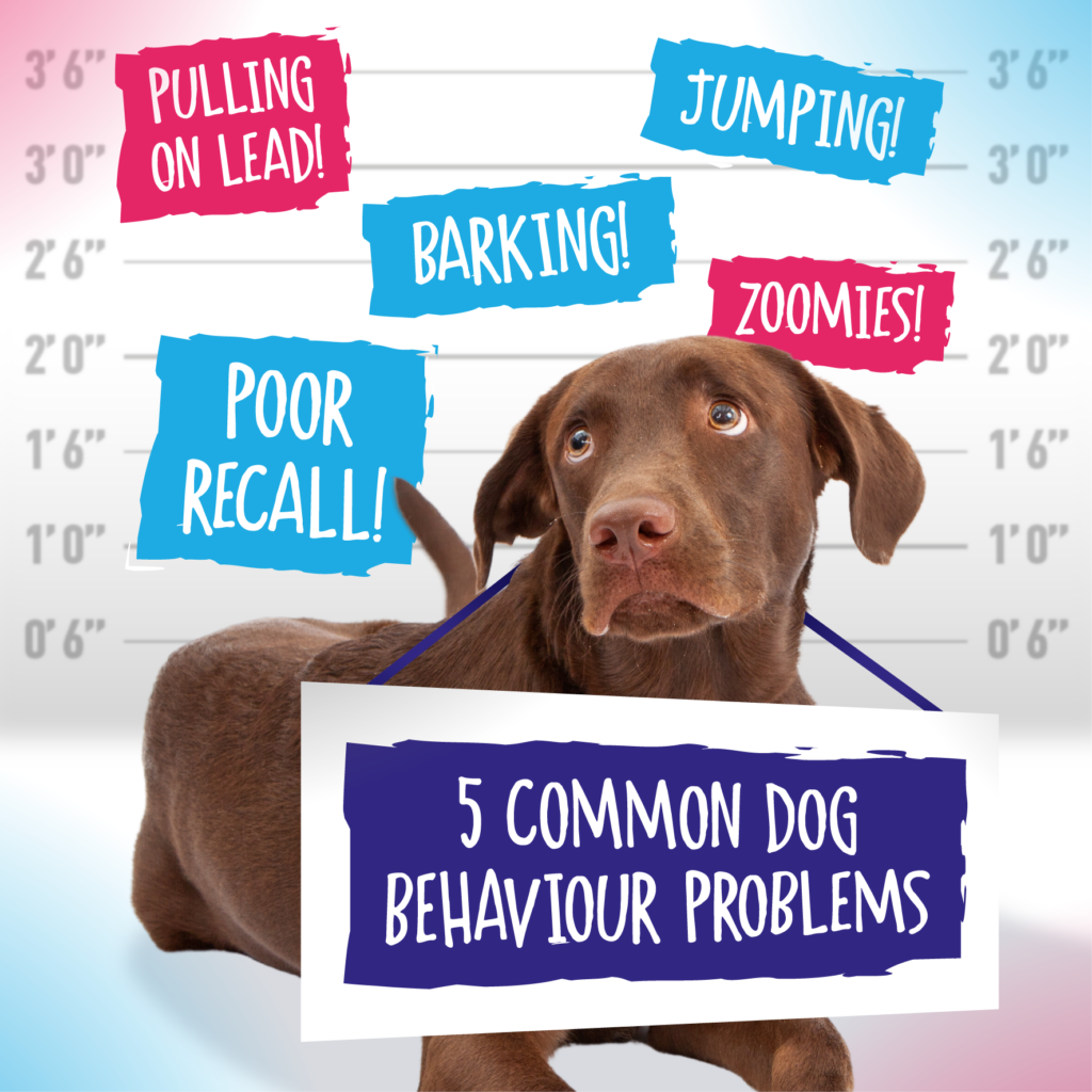 Dog and 5 Common Dog Behaviour Problems banner