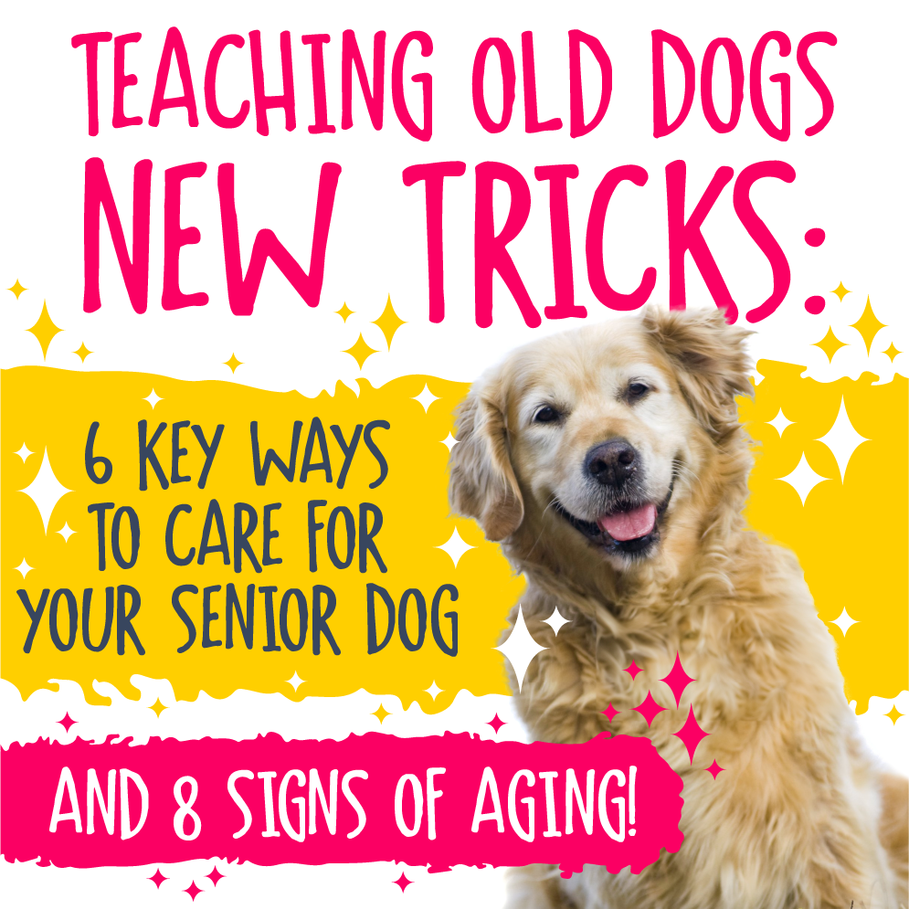 Teaching Old Dogs New Tricks