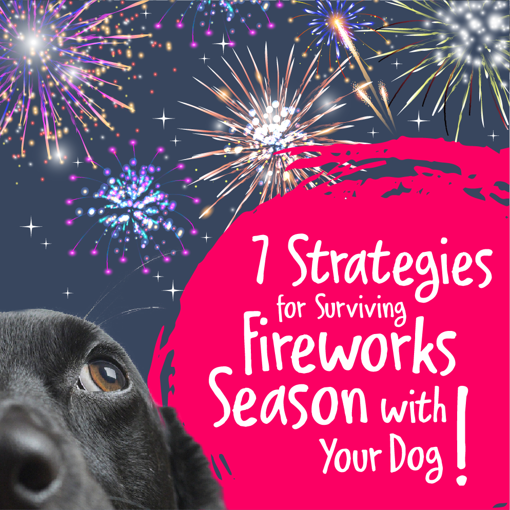 Black dog with fireworks 7 Strategies