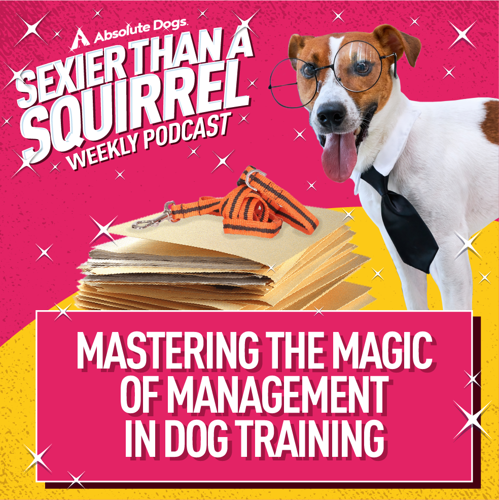 Mastering the Magic of Management in Dog Training