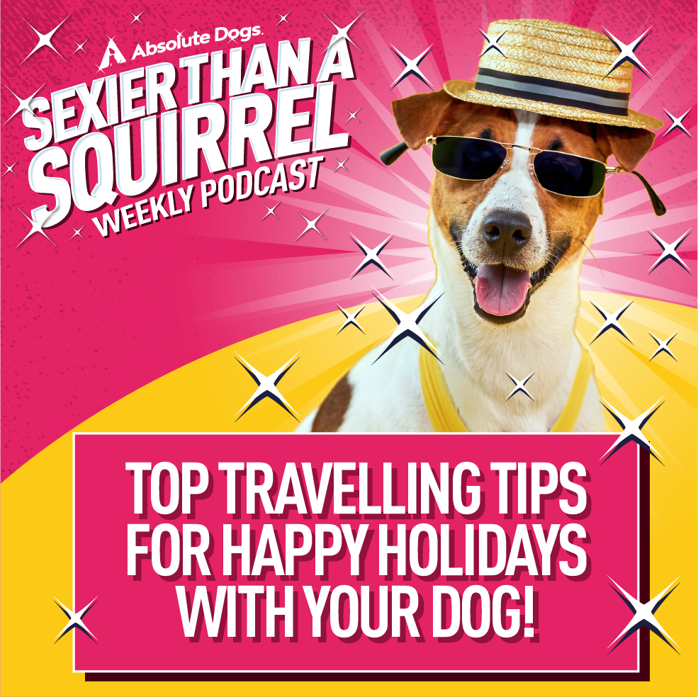 Top Travelling Tips for Happy Holidays with your Dog