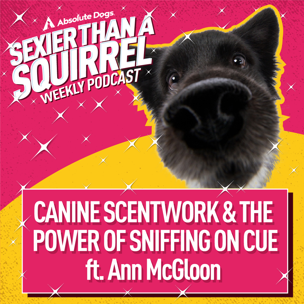 Canine Scentwork & The Power Of Sniffing On Cue