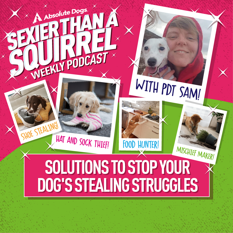 Solutions to stop your dog's stealing struggles