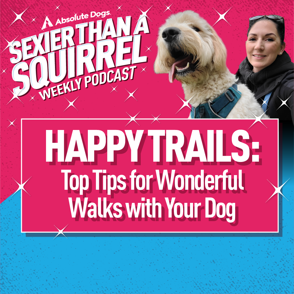 Happy Trails: top tips for wonderful walks with your dog